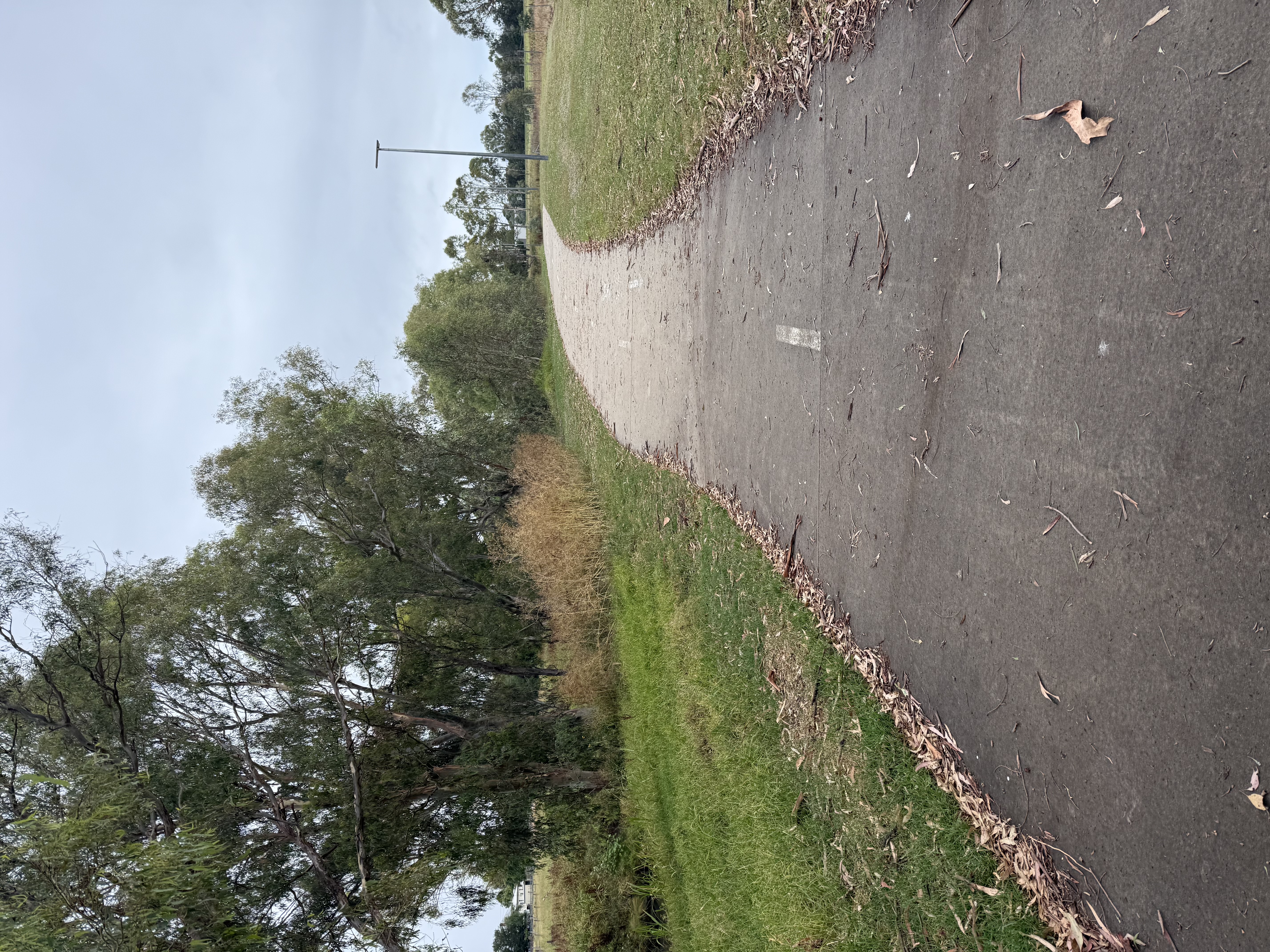 A country road lined with native trees in regional Queensland